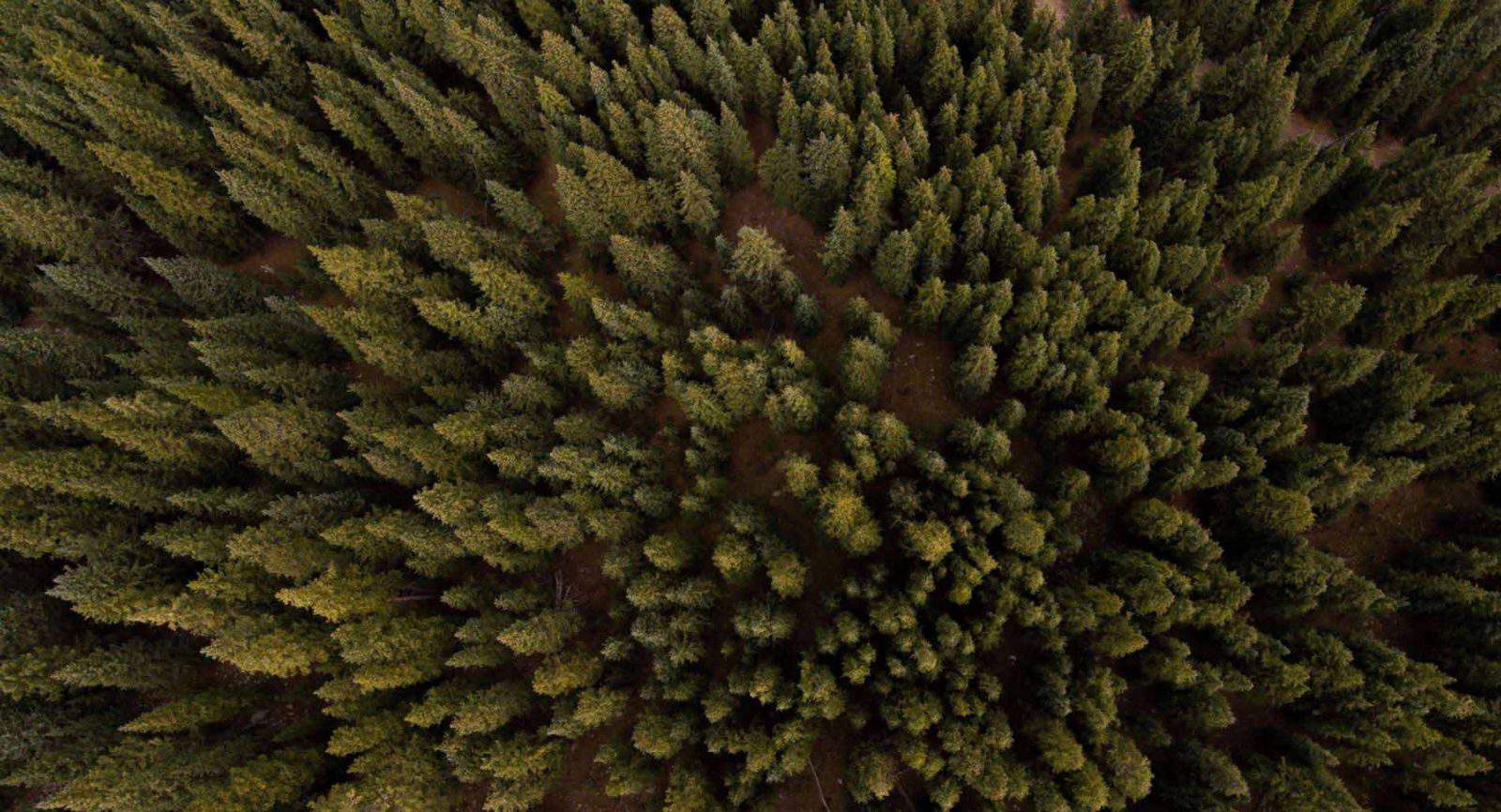 Slider_Pine-Optim-1600x866